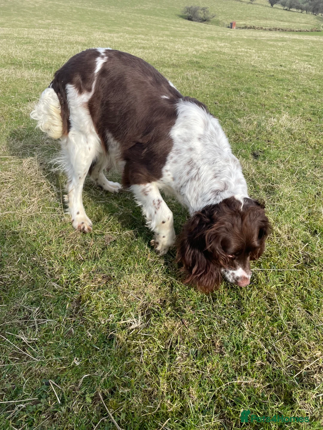 English Springer Spaniel dogs for sale: Springer Spaniel Puppies  - Advert 22