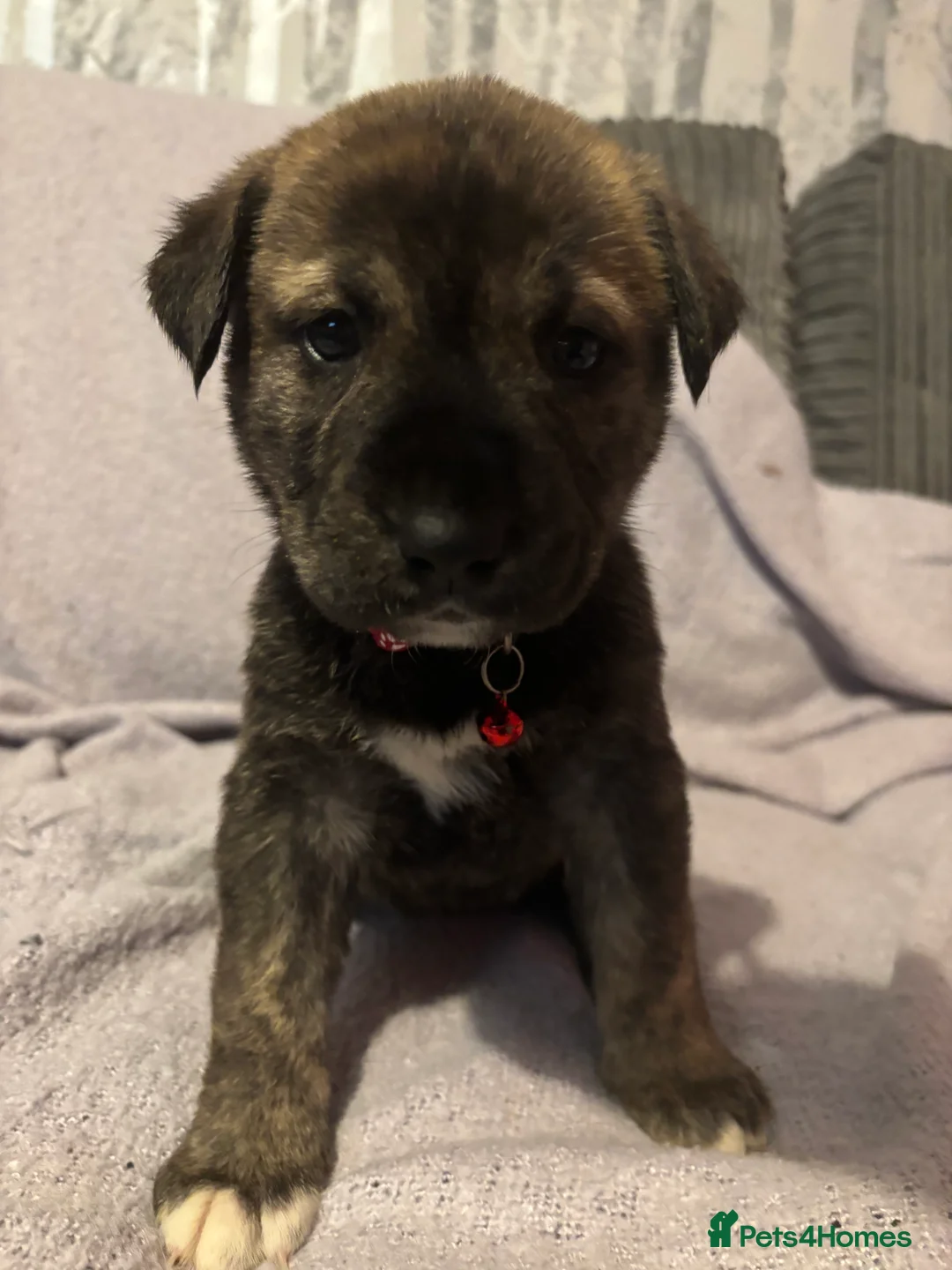 Mixed Breed dogs for sale: 10 beautiful puppies canecorso X huskyakita - Advert 5