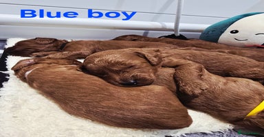 Cavapoo dogs - Advert 11