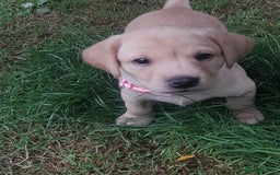 Labrador Retriever dogs for sale: KC Registered Labrador Puppies for sale  - Image 8