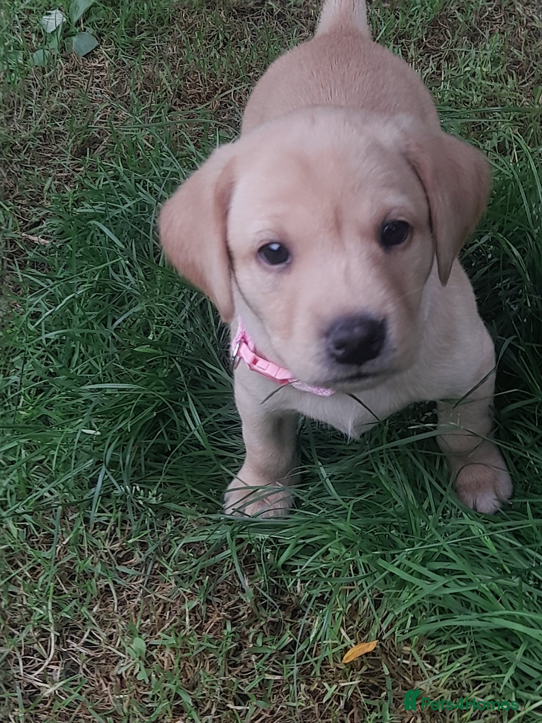 Labrador Retriever dogs for sale: KC Registered Labrador Puppies for sale  - Image 8