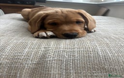 Springador dogs for sale: Labrador puppies (red/copper). Health checked.  - Image 4