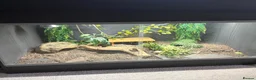 Bearded Dragon reptiles for sale: Friendly Bearded Dragon  in Kettering - Advert 3