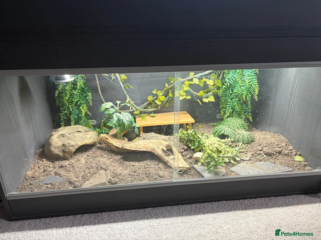 Bearded Dragon reptiles for sale: Friendly Bearded Dragon  in Kettering - Advert 3