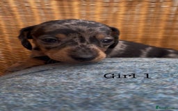 Dachshund dogs for sale: Gorgeous mini dachshund puppies!! - Image 4