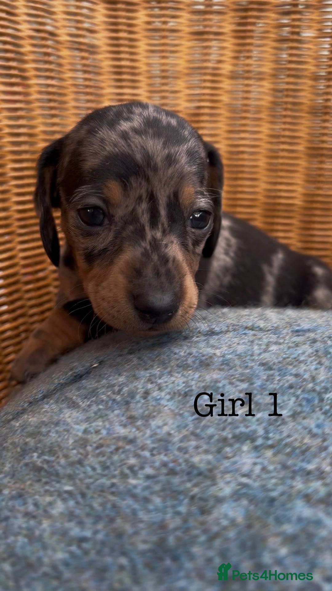 Dachshund dogs for sale: Gorgeous mini dachshund puppies!! - Image 4