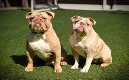 English Bulldog dogs for stud: Lilac English bulldog L1 Fluffy carrier - Image 4
