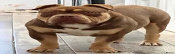 American Bully dogs for sale: Phil the Pocket Bully - Advert 3