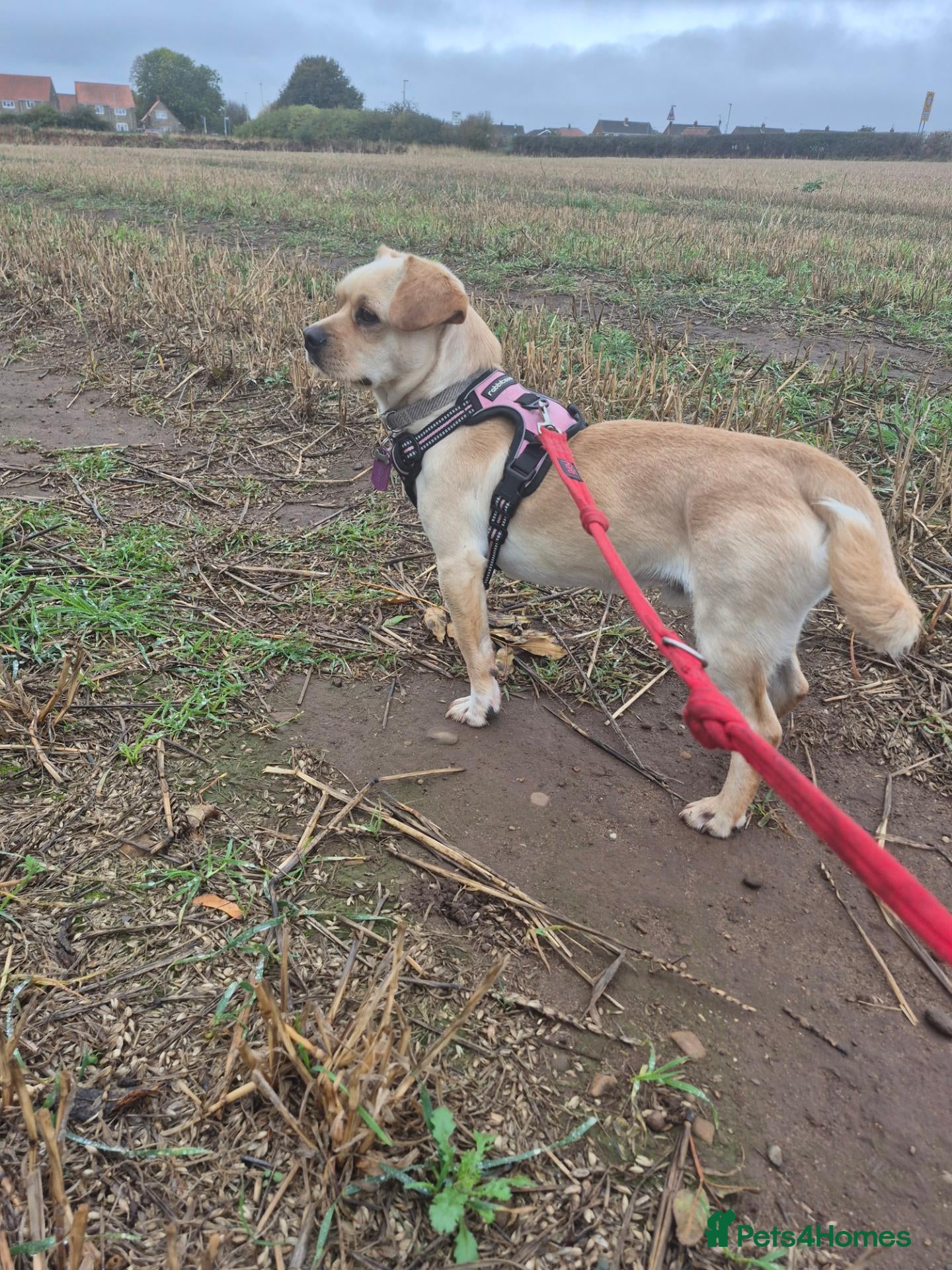Mixed Breed dogs BUDDY - Advert 15