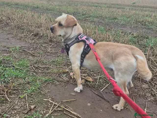 Mixed Breed dogs BUDDY - Advert 15
