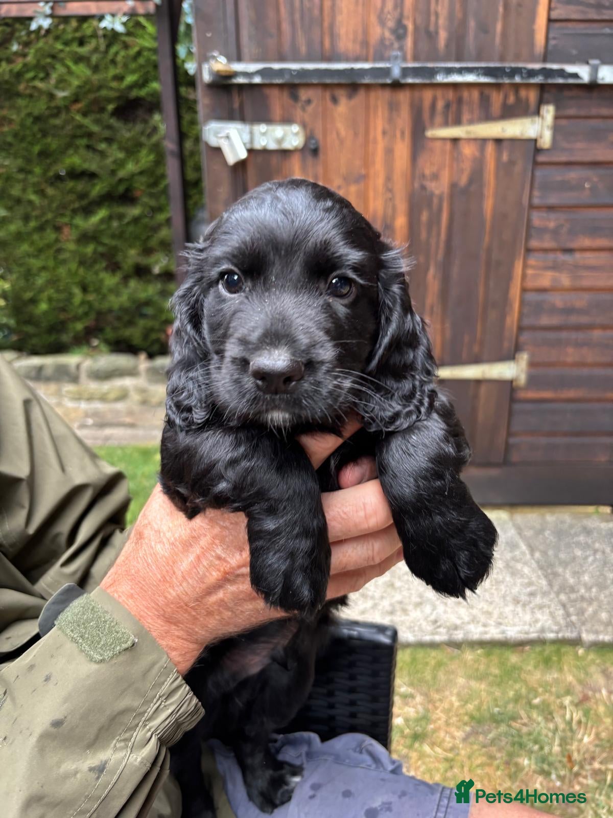 Cocker Spaniel dogs Working Cocker Spaniels  - Advert 1