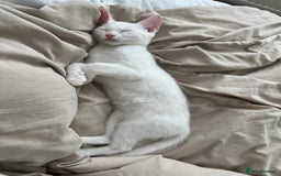 American Shorthair cats for sale: Prince  - Image 9