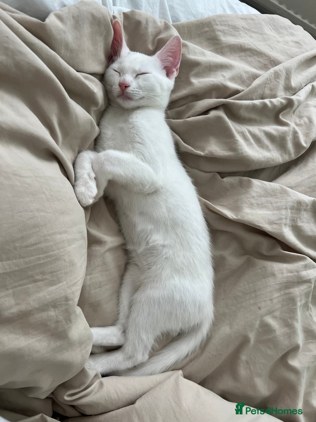 American Shorthair cats for sale: Prince  - Image 9