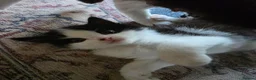 Mixed Breed cats for sale: Gorgeous kittens looking for forever homes - Advert 11