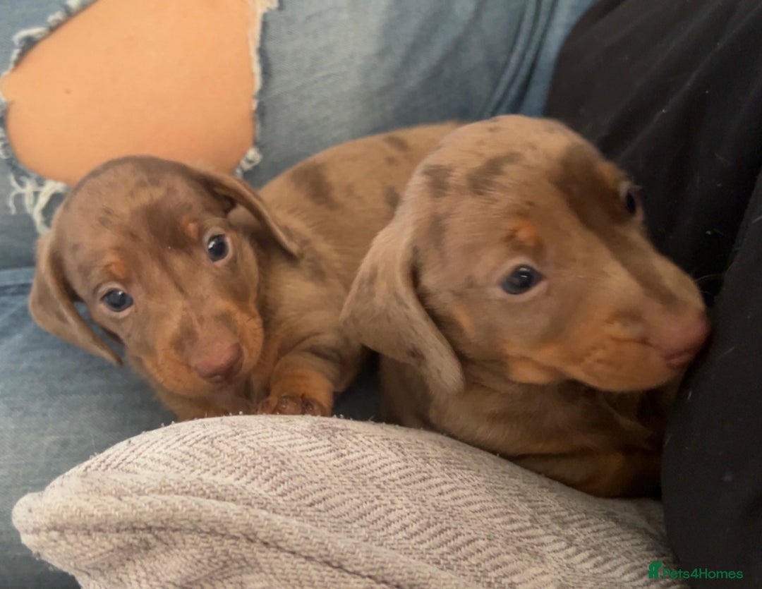 Miniature Dachshund dogs for sale: Last male miniature chocolate dapple dachshund - Image 5