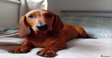 Dachshund dogs - Advert 3
