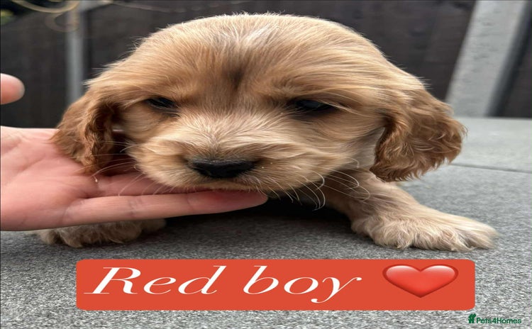 Cocker Spaniel dogs - Advert 5