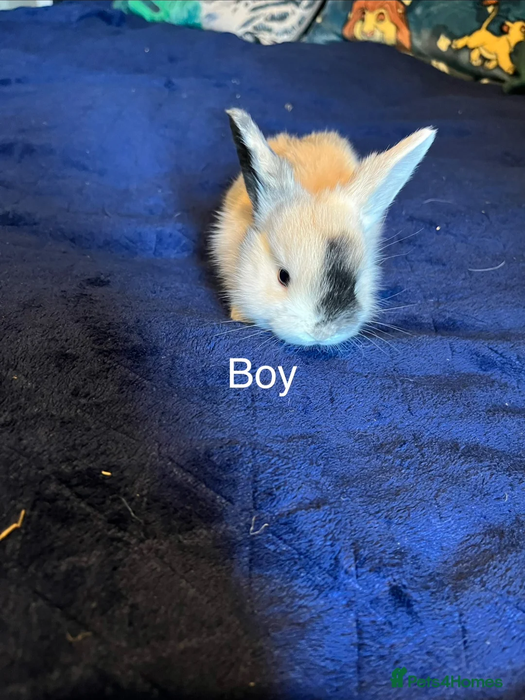 Mini Lion Lop rabbits for sale: Lion lop cross bunnies  - Advert 2