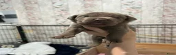 Mixed Breed dogs for sale: BEAUTIFUL SILVER STAFFADORS  - Advert 9