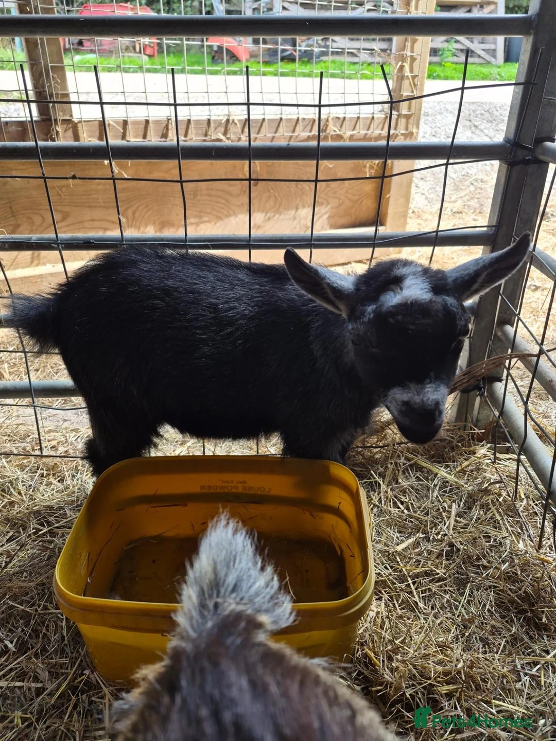 Goats livestock for sale: Disbudded wether PYGMY GOAT kid - Advert 5