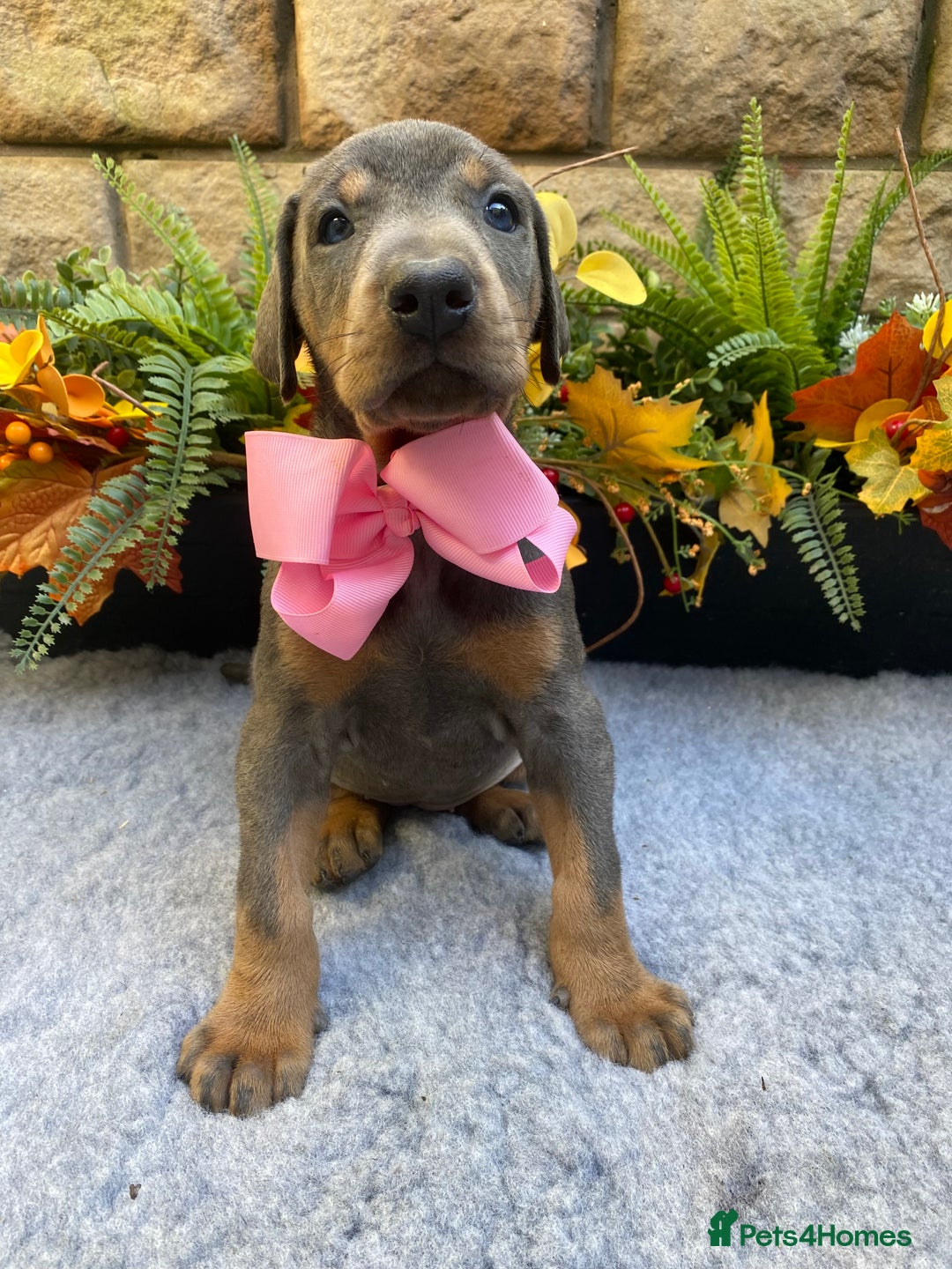 Dobermann dogs for sale: DOBERMAN PUPPIES (BOTH KC HEALTH TESTED PARENTS) - Image 11
