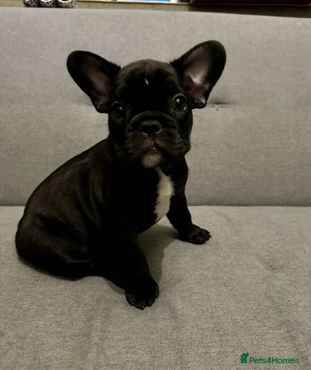 French Bulldog dogs for sale: Bolek the French bulldog for sale  - Advert 6