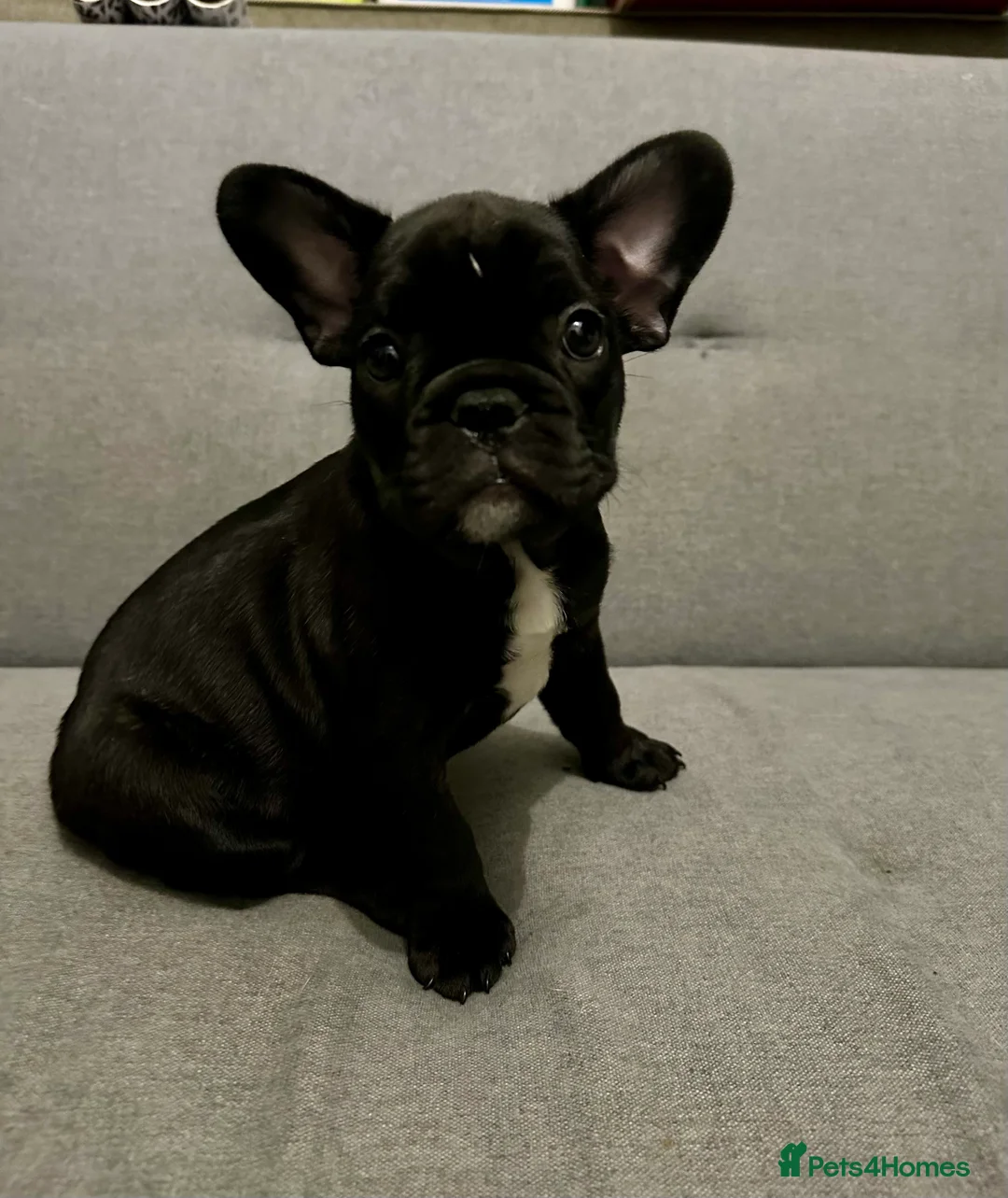 French Bulldog dogs for sale: French bulldog puppies for sale  - Advert 6