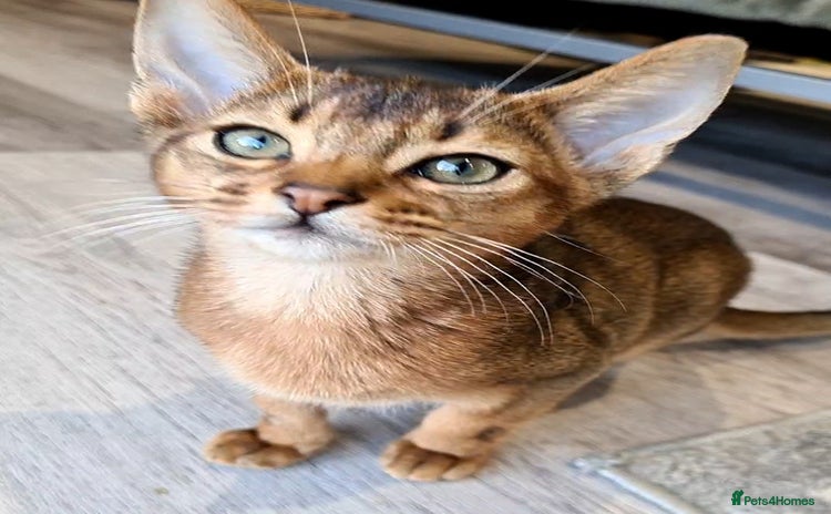 Abyssinian cats - Advert 12