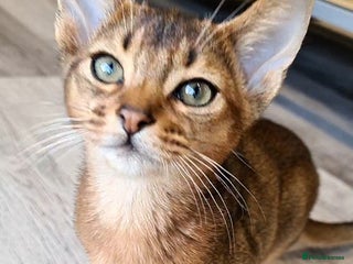 Abyssinian cats - Advert 4