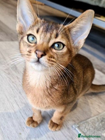 Abyssinian cats - Advert 12