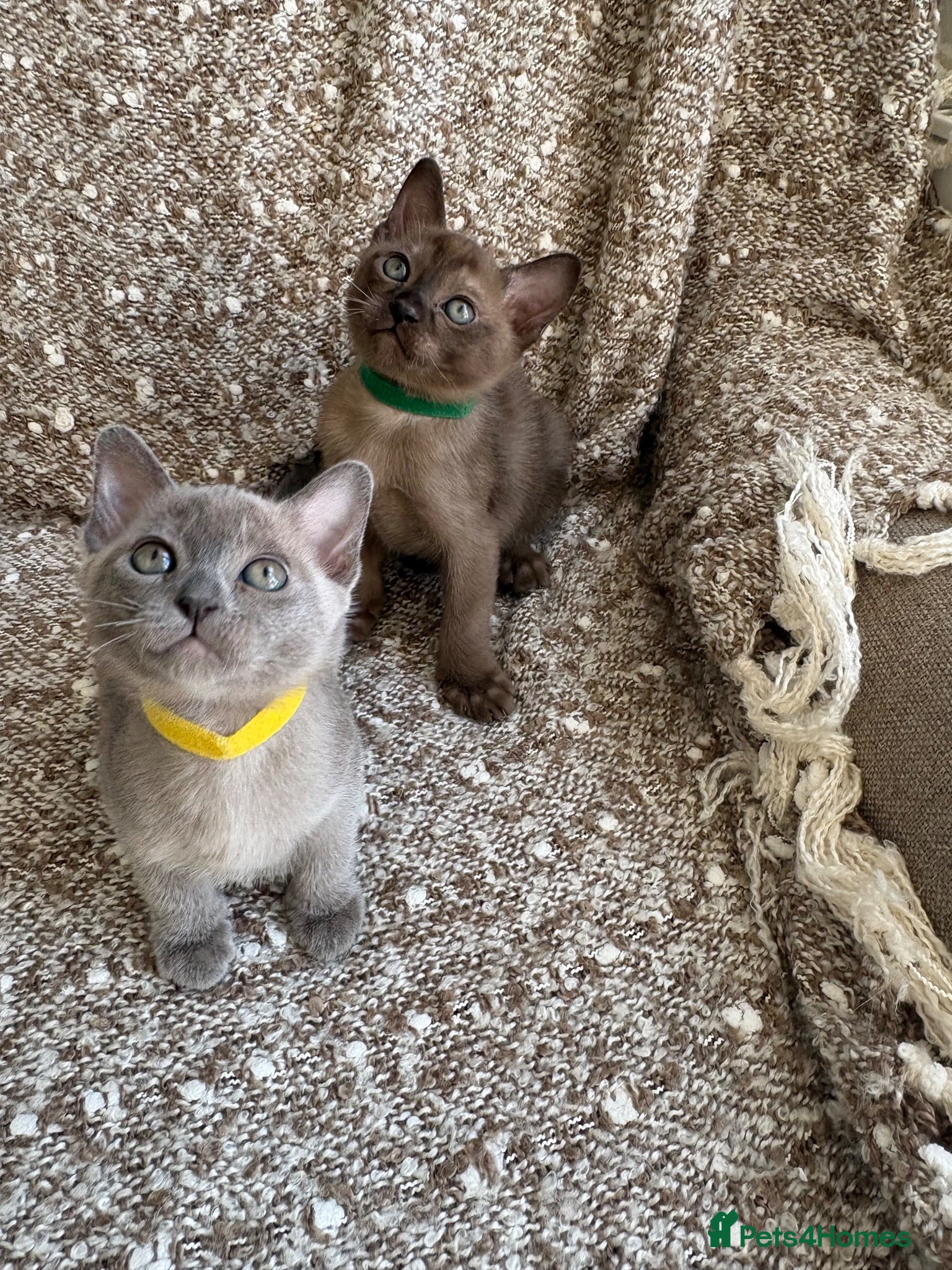 Burmese cats GCCF Pedigree Burmese kittens from East London  - Advert 6