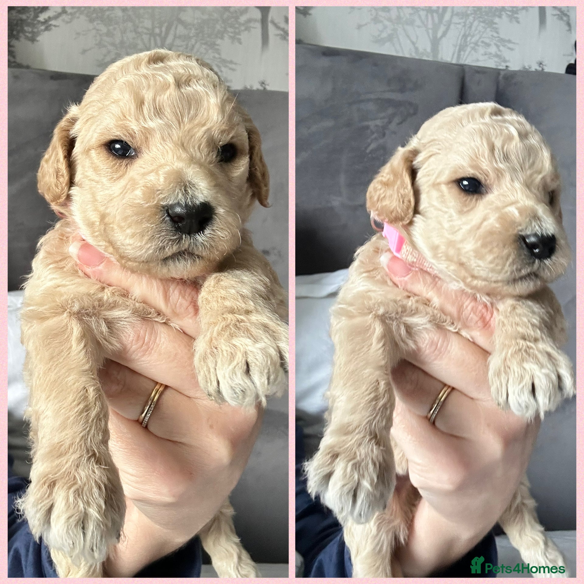 Labradoodle dogs  f1bb standard labradoodles - silver & apricots - Advert 4