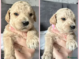 Labradoodle dogs f1bb standard labradoodles - silver & apricots - Advert 4