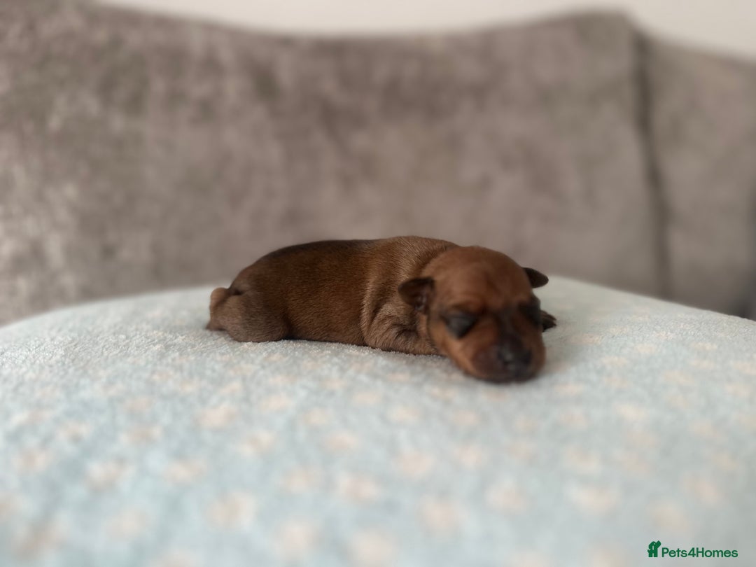 Miniature Pinscher dogs for sale: LAST PUP! Exceptional Miniature Pinscher Puppies - Image 2