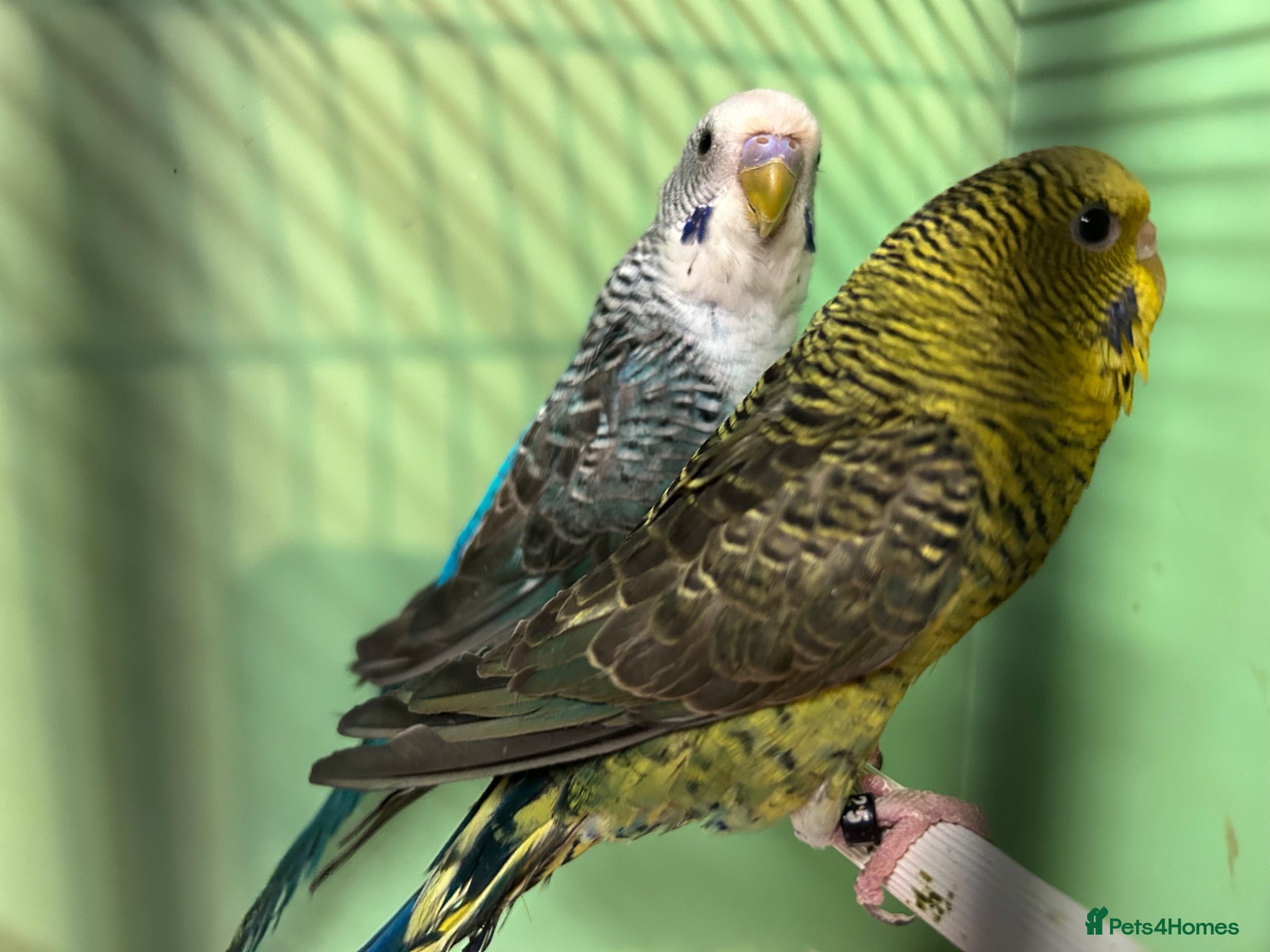 Budgerigars birds Black wing split to bf/bw pair - Advert 10