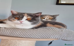British Shorthair cats for sale: British Shorthairs.  - Image 10