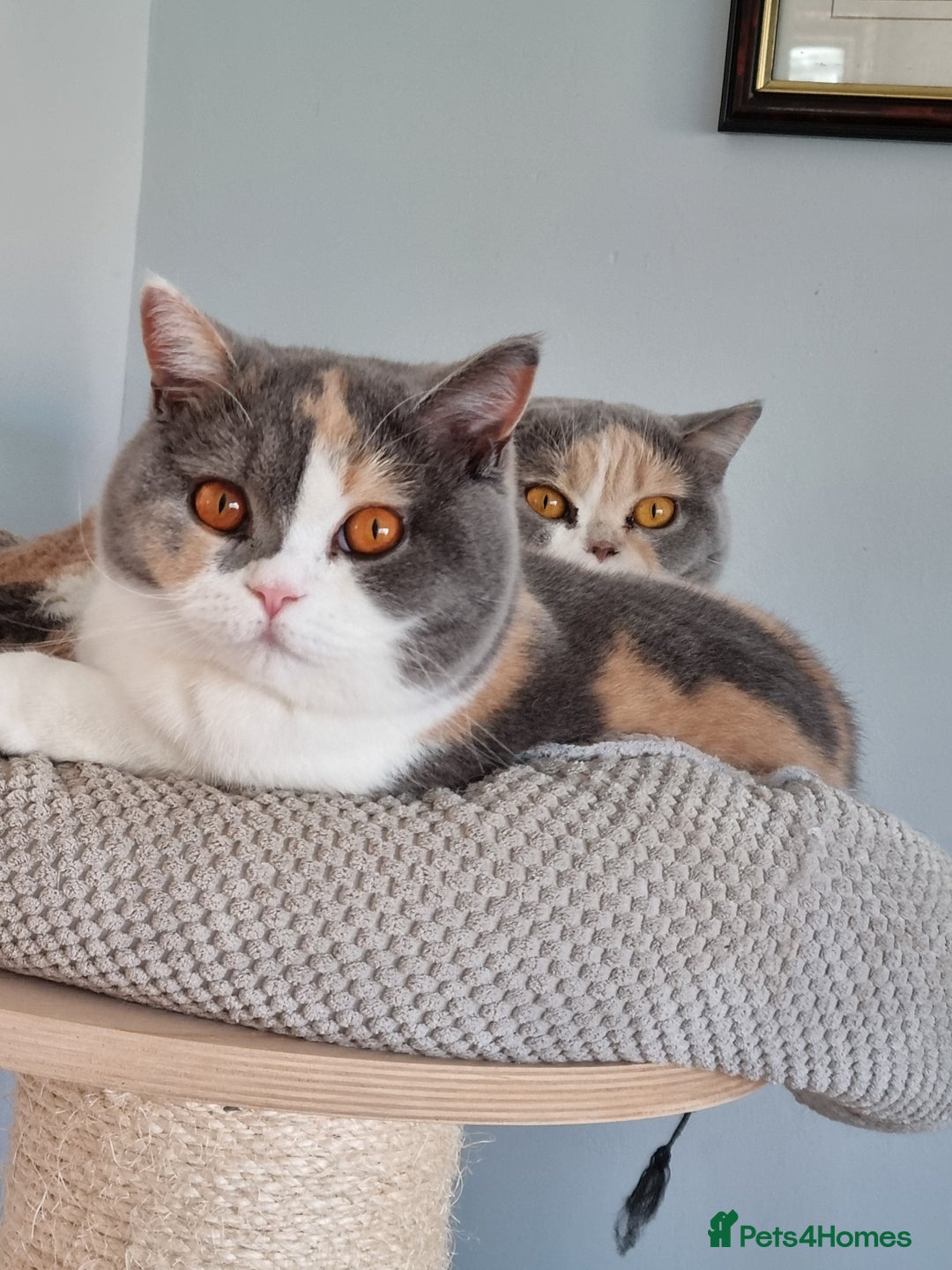 British Shorthair cats for sale: British Shorthairs.  - Image 10