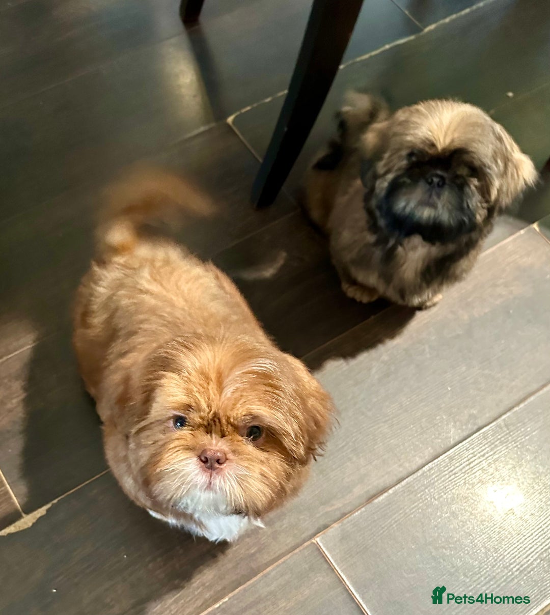 Shih Tzu dogs for sale: Boy & Girl KC Registered Imperial Shih Tzu - Image 4