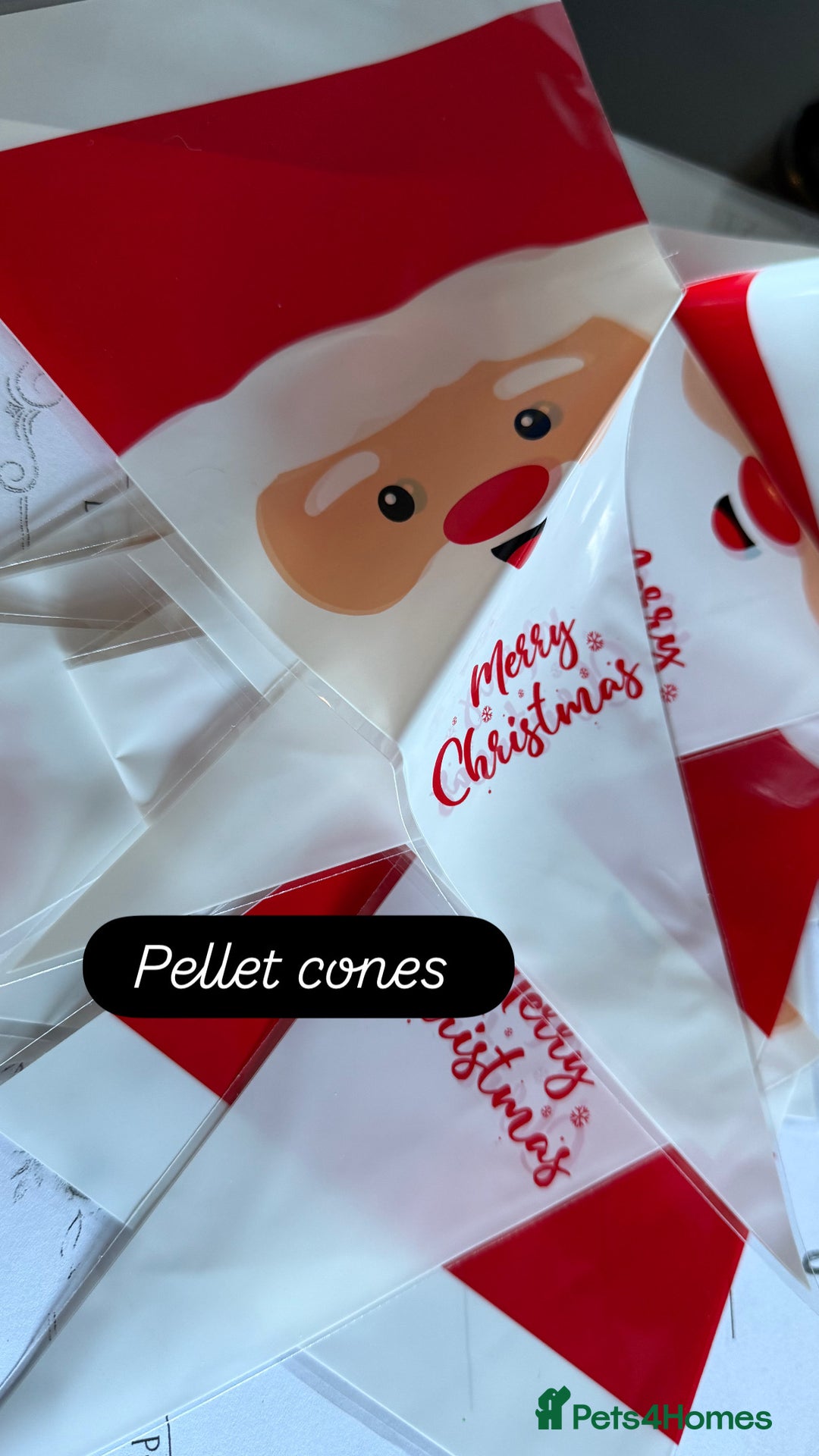 Mini Lop rabbits for sale: Gorgeous Mini Lops  - Advert 36