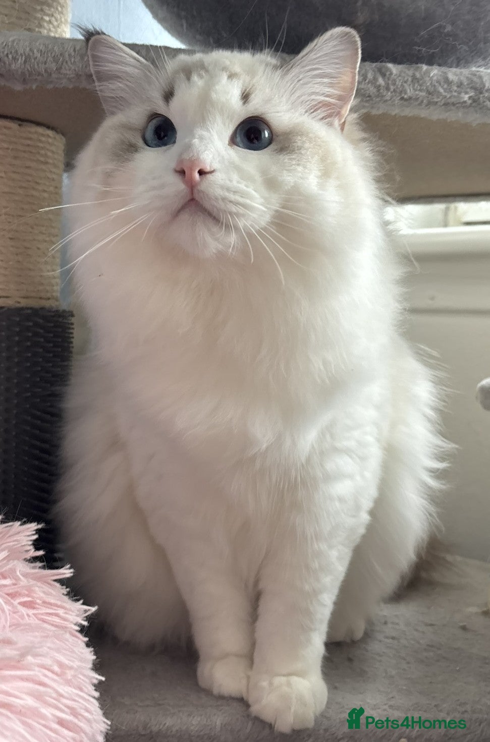 Ragdoll cats Two last Boys Pedigree Ragdoll  Available - Advert 5