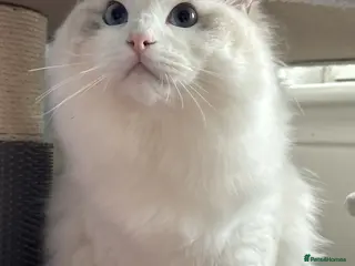 Ragdoll cats Two last Boys Pedigree Ragdoll Available - Advert 5