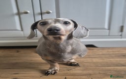 Miniature Dachshund dogs for sale: Miniature Dachshunds - Image 7