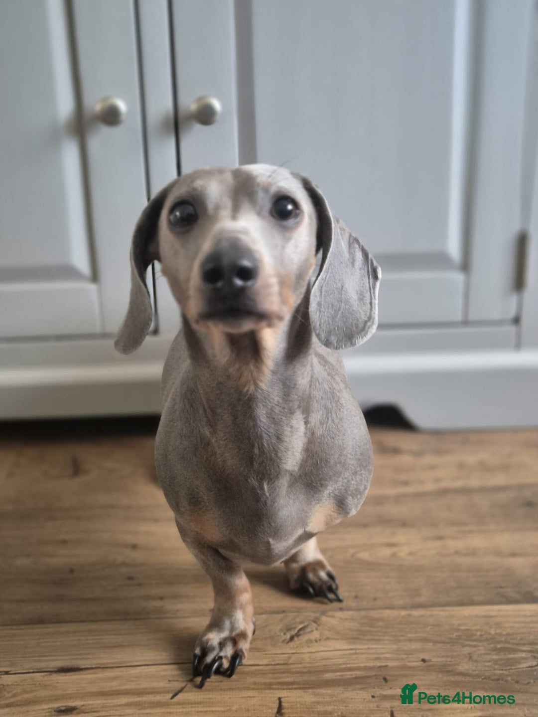 Miniature Dachshund dogs for sale: Miniature Dachshunds - Image 7
