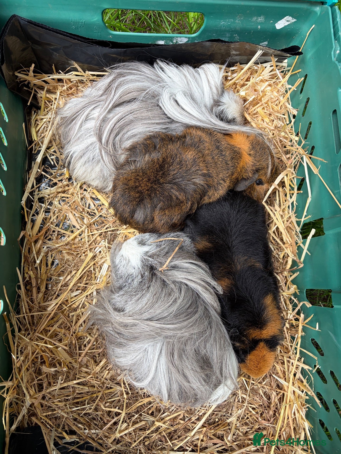 Guinea Pig rodents 4 Female Guinea Pigs - Advert 2