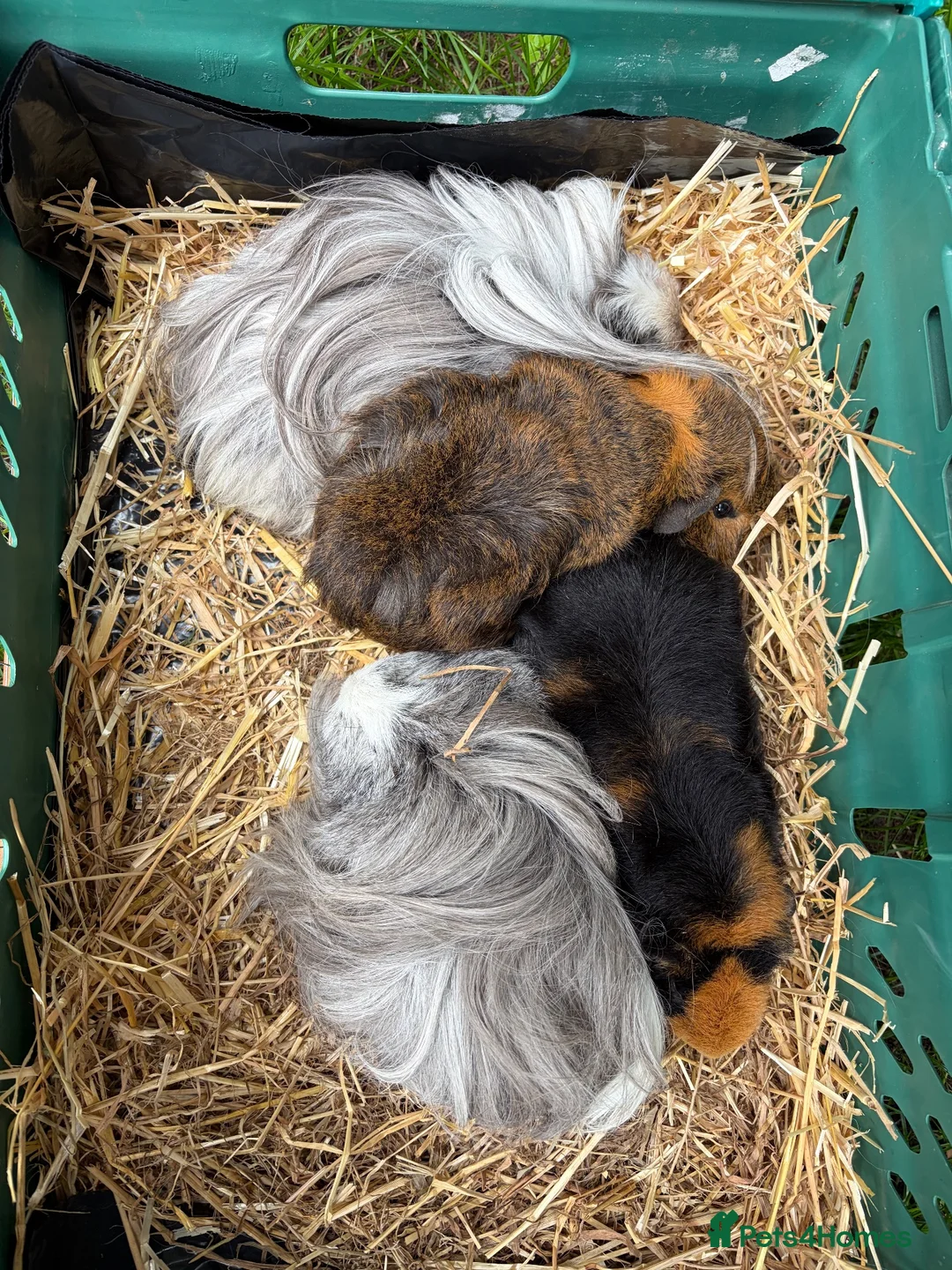 Guinea Pig rodents for sale: 4 Female Guinea Pigs - Advert 1