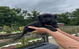 Labrador Retriever dogs for sale: Labrador Retriever Puppies - Image 2