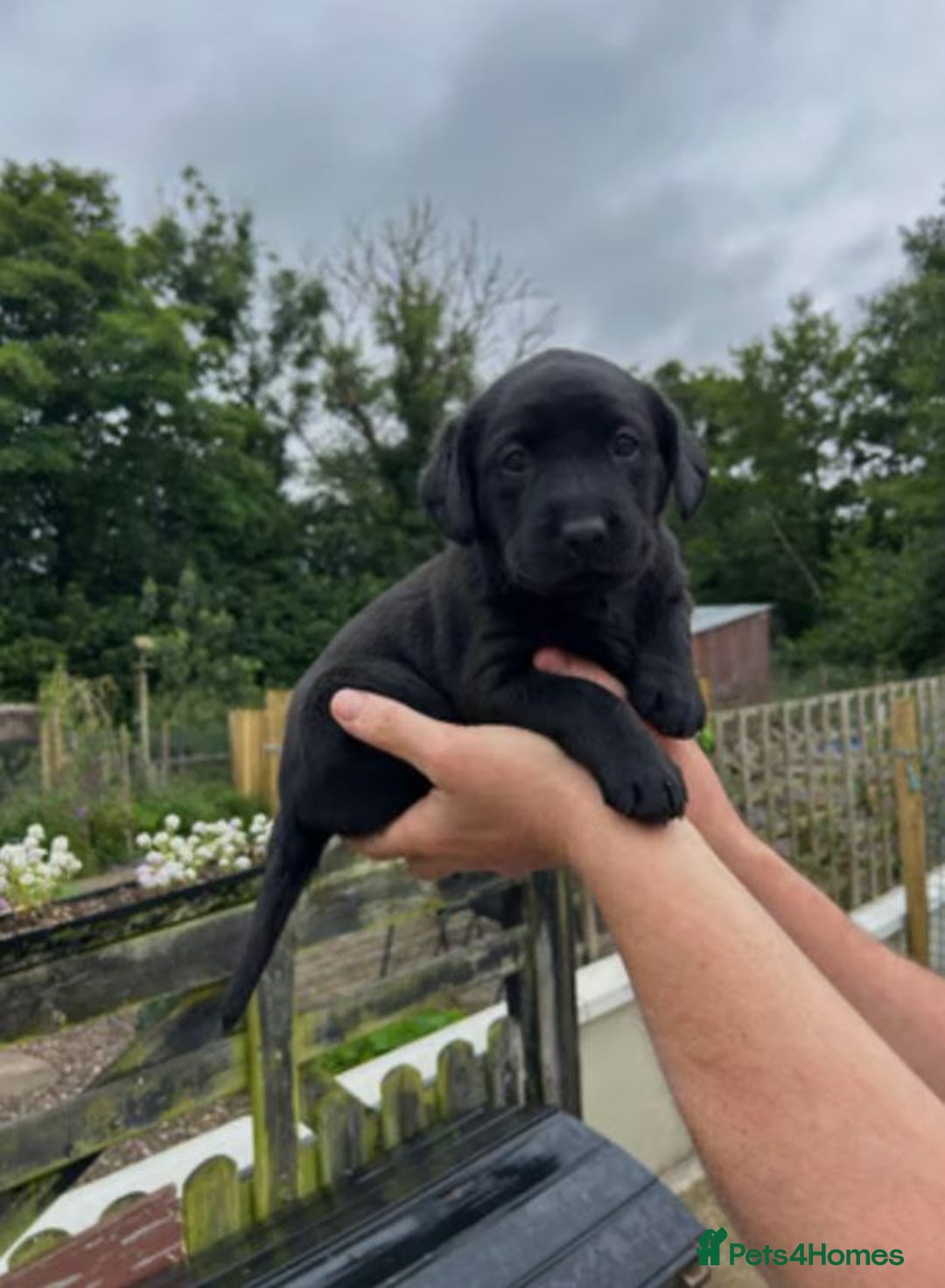 Labrador Retriever dogs for sale: Labrador Retriever Puppies - Image 2
