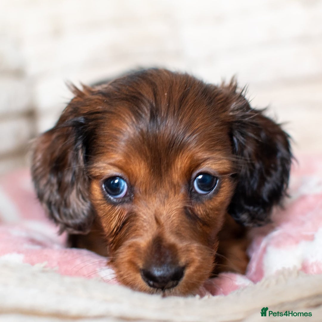 Miniature Dachshund dogs for sale:  Miniature Long-Haired Dachshund Puppies–Red Merle - Advert 7