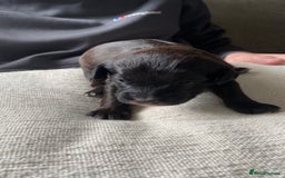 Jackapoo dogs for sale: Gorgeous Jackapoo Puppies Ready 17th November - Image 9