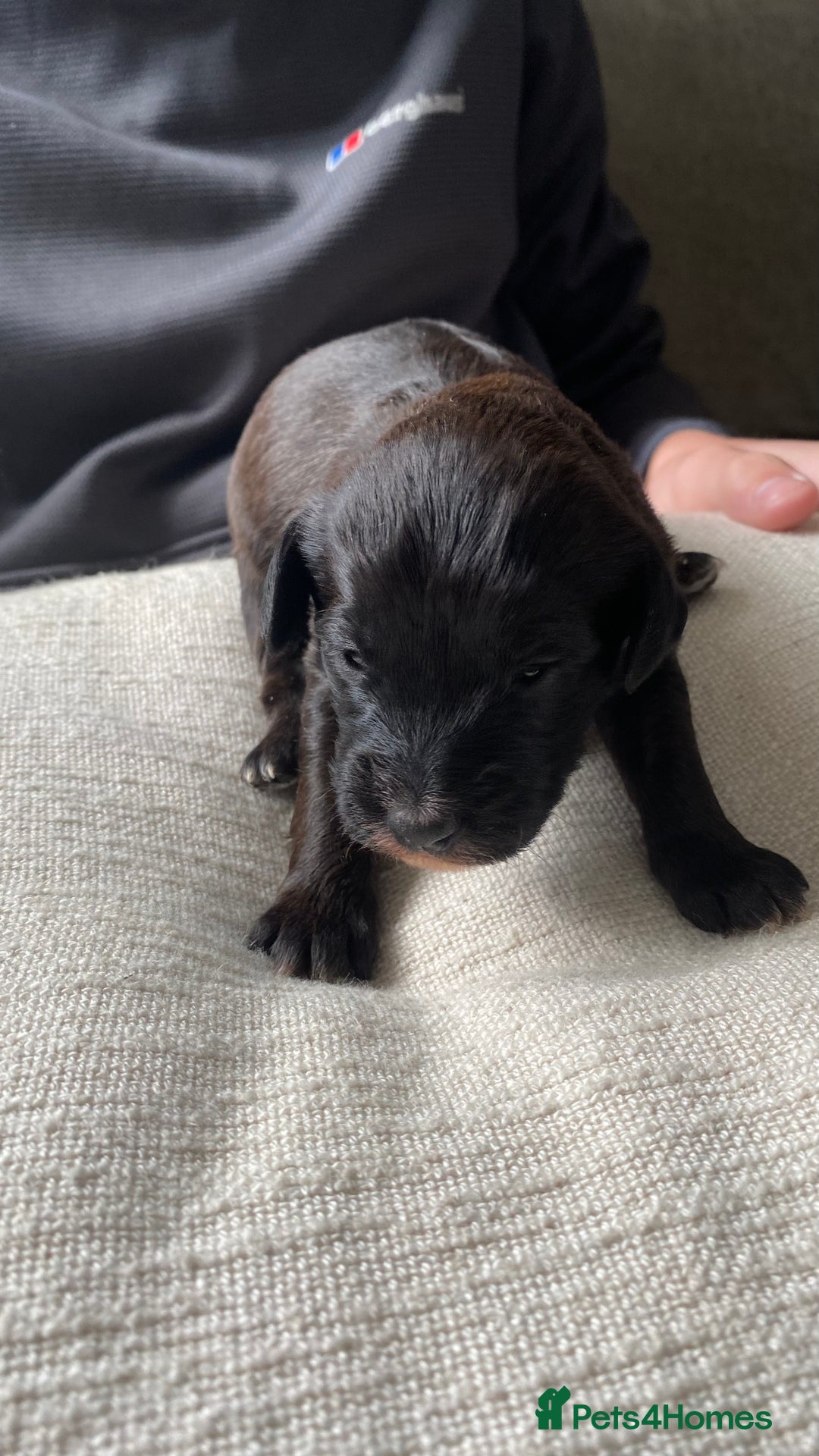 Jackapoo dogs for sale: Gorgeous Jackapoo Puppies Ready 17th November - Image 9
